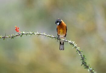 Black headed grosbeak perched on an isolated ocotillo plant with orange flowers giving a gorgeous desert scene