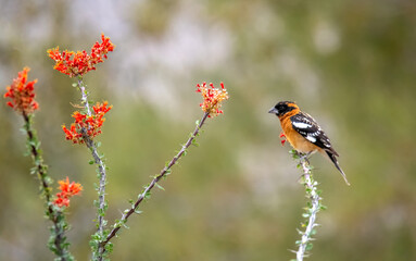 Black headed grosbeak perched on an isolated ocotillo plant with orange flowers giving a gorgeous desert scene
