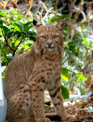 A stunning bobcat posing for the camera with a piercing look in Big Morongo Preserve, CA