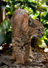 A stunning bobcat posing for the camera with a piercing look for prey in Big Morongo Preserve, CA