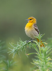 Beautiful female Bullock's oriole showing lovely yellow and perched on some beautiful green foliage with great background