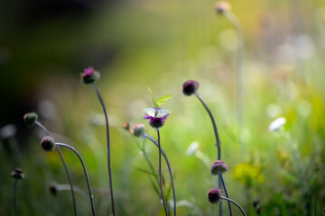 Two butterflies on a flower