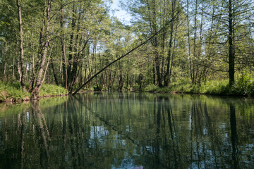 The Surin River in a spring forest, Vorsma, Russia.