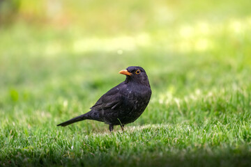 A black bird on the grass with the sun shining on it
