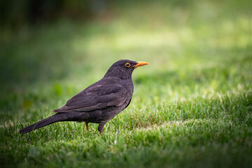 A black bird on the grass with the sun shining on it