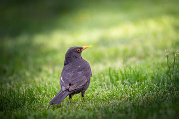 Urban Blackbird Watch: A sleek blackbird with a bright orange beak stands alert on a vibrant green...