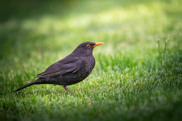 A black bird on the grass with the sun shining on it
