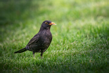Urban Blackbird Watch: A sleek blackbird with a bright orange beak stands alert on a vibrant green...