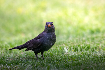 A black bird on the grass with the sun shining on it