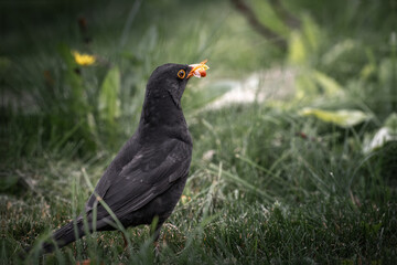 Urban Blackbird Watch: A sleek blackbird with a bright orange beak stands alert on a vibrant green...