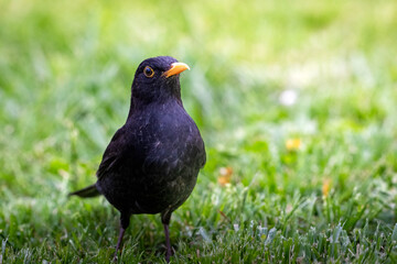 A black bird on the grass with the sun shining on it