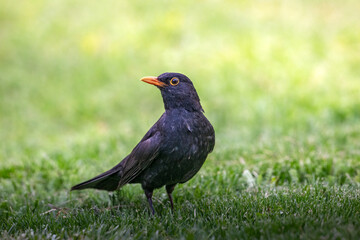 Urban Blackbird Watch: A sleek blackbird with a bright orange beak stands alert on a vibrant green lawn.
