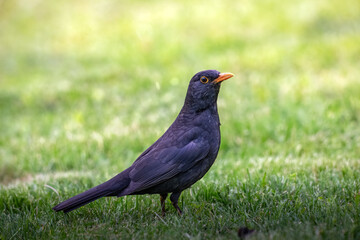Urban Blackbird Watch: A sleek blackbird with a bright orange beak stands alert on a vibrant green...
