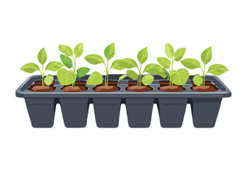 Healthy Young Plants in Starter Pots