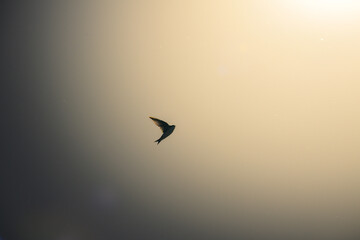 Lone Swift Bird Soaring Against Sunlit Sepia Sky