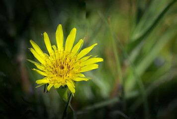 Vibrant Yellow Wildflower Bloom Against Dark Green Background