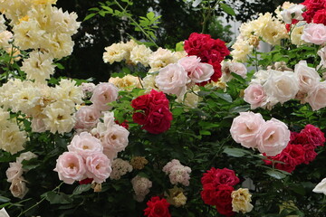 red and yellow and pink rose flowers in the garden