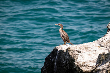 Lone Cormorant Standing on Mossy Cliff Above Bright Blue Ocean