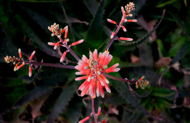 Striking Coral Aloe Flower from Above with Deep Green Foliage Background