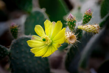 Radiant Yellow Cactus Bloom Amidst Dark Green Succulent Background