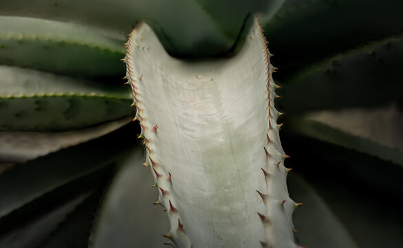 Closeup of Agave Plant with Spiky Edges and Dramatic Light &ndash; Abstract Botanical Macro Photography