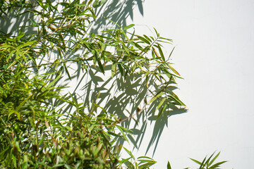  bamboo and its projection in front of the white wall