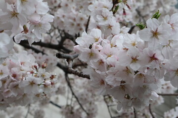 cherry tree blossom