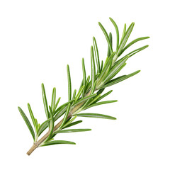 Obraz premium Fresh rosemary sprig isolated on transparent background
