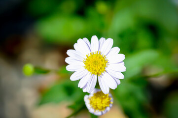 Daisy ,white daisy or English daisy or Thymophylia Tenuiloba or Dahlberg Daisy or Gold Carpet or...