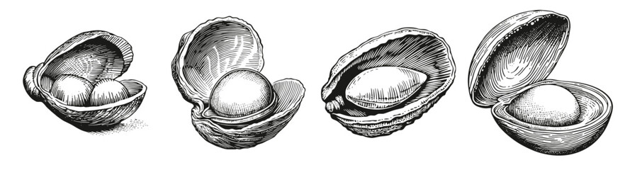 Vintage Shell Illustrations Featuring Pearls in Ocean Oysters, Logo Design, Hand drawing Engraving, Vector Illustration Isolated Object