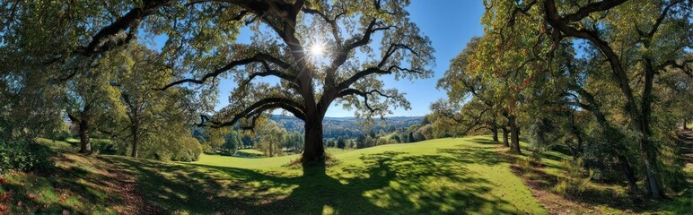 Obraz premium Sunny hilltop landscape with oak trees