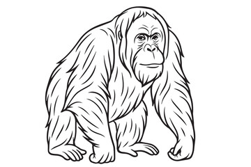A black and white vector illustration of an orangutan, outlined in bold black lines, showing its long arms, expressive face, and thick fur.   © primus