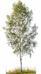 Birch Tree Realistic Image Nature Scene