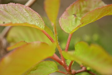 Obraz premium Close-up shots of Island kiwi vine (Actinidia rufa), highlighting its fruit clusters, young reddish leaves, and climbing growth. Suitable for botanical, ecological, and educational use.