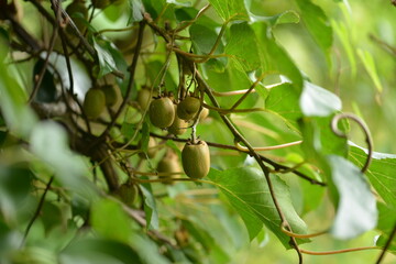 Close-up shots of Island kiwi vine (Actinidia rufa), highlighting its fruit clusters, young reddish...