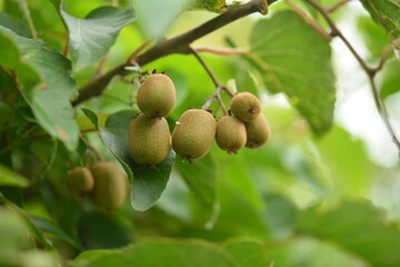 Close-up shots of Island kiwi vine (Actinidia rufa), highlighting its fruit clusters, young reddish...