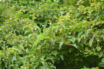 Close-up shots of Island kiwi vine (Actinidia rufa), highlighting its fruit clusters, young reddish leaves, and climbing growth. Suitable for botanical, ecological, and educational use.



