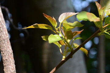 Close-up shots of Island kiwi vine (Actinidia rufa), highlighting its fruit clusters, young reddish leaves, and climbing growth. Suitable for botanical, ecological, and educational use.



