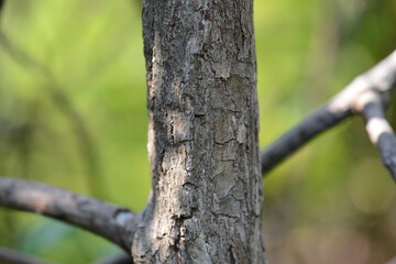 Close-up shots of Island kiwi vine (Actinidia rufa), highlighting its fruit clusters, young reddish leaves, and climbing growth. Suitable for botanical, ecological, and educational use.



