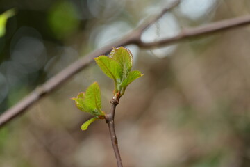 Close-up shots of Island kiwi vine (Actinidia rufa), highlighting its fruit clusters, young reddish leaves, and climbing growth. Suitable for botanical, ecological, and educational use.



