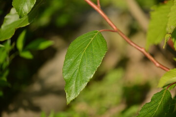 Fototapeta premium Close-up shots of Island kiwi vine (Actinidia rufa), highlighting its fruit clusters, young reddish leaves, and climbing growth. Suitable for botanical, ecological, and educational use.