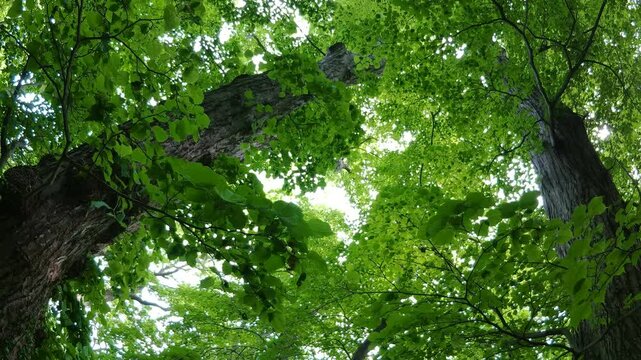 初夏の森の大木	