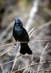 Stunning black phainopepla bird looking all black with great red eye perched up close