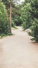Sandy Path in Lush Green Forest
