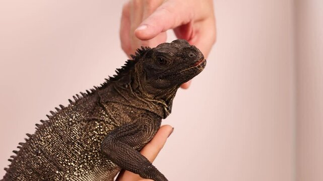 Gentle Interaction with a Hydrosaurus Lizard