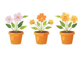 ellow Orange Flowers in Potted