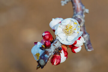 The white plum blossoms blooming in spring