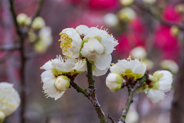 The white plum blossoms blooming in spring