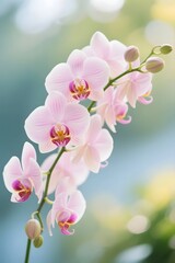 Obraz premium Pink Phalaenopsis Orchid in Soft Natural Light