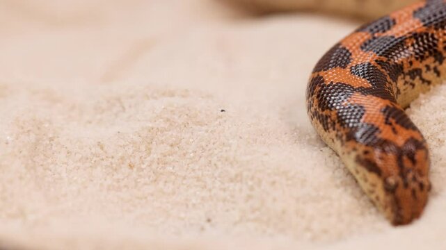 Kenyan Sand Boa Slithering Through Sandy Terrain